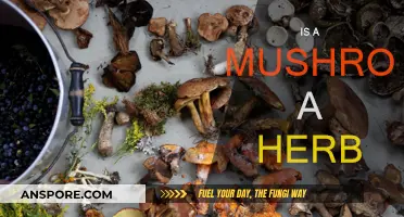 Mushrooms: Herbs or Fungi?
