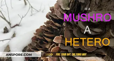 Mushrooms: The Heterotrophs of the Fungi Kingdom