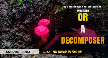 Mushrooms: Heterotrophs, Autotrophs, or Decomposers? Unraveling Their Role