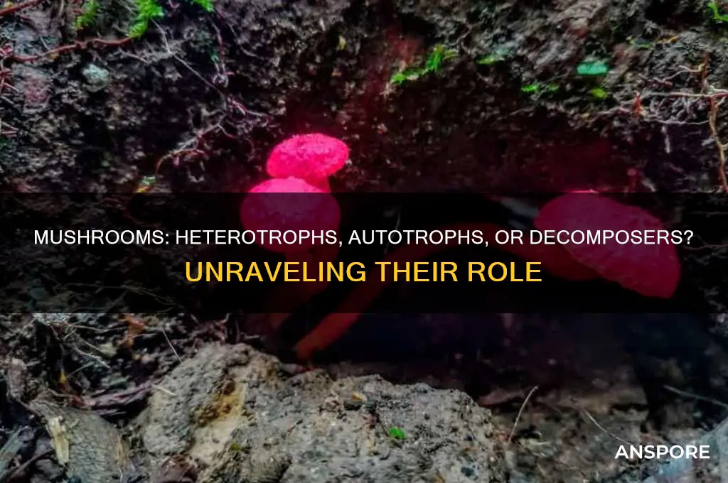 is a mushroom a heterotroph an aurotroph or a decomposer