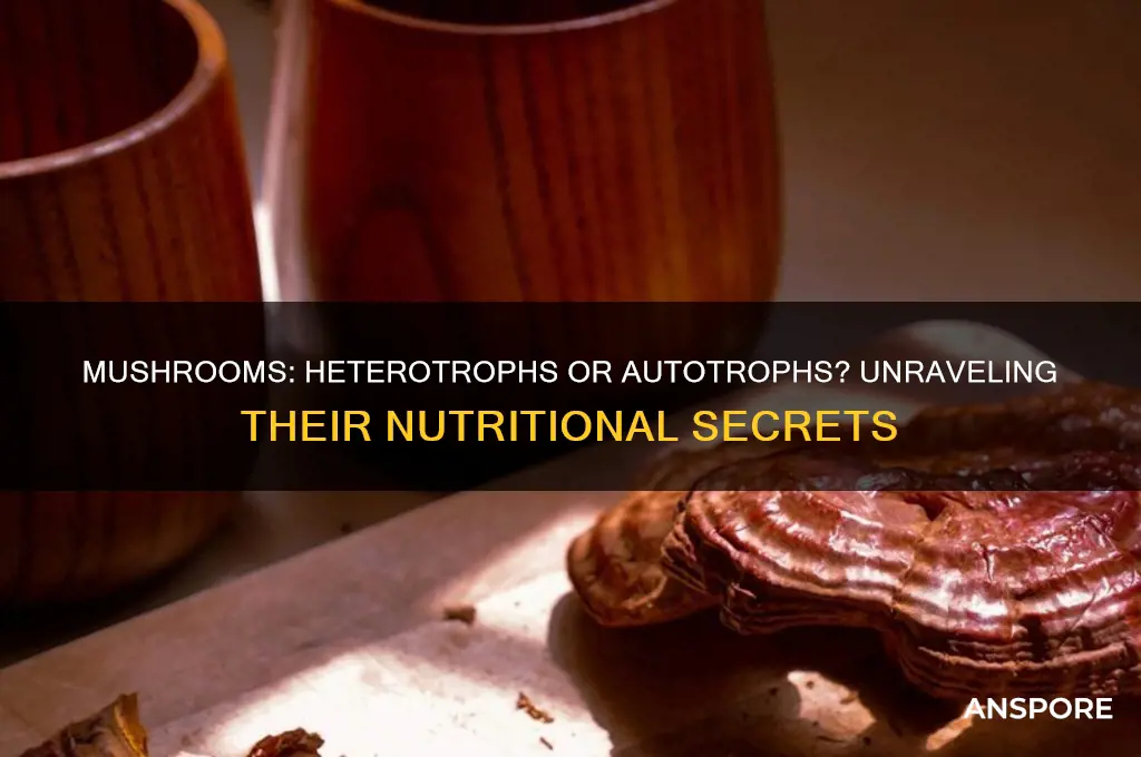 is a mushroom a heterotroph or autotroph