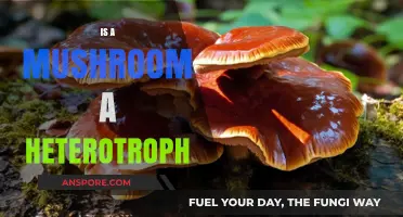 Mushrooms: Nature's Heterotrophs