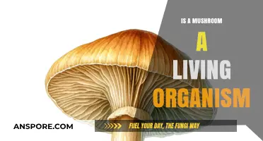 Are Mushrooms Alive? Exploring Their Unique Biological Classification