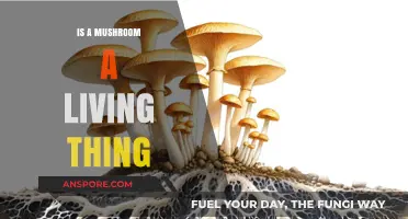 Are Mushrooms Alive? Exploring Their Unique Biological Classification