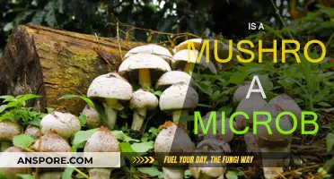 Mushrooms: Microbes or Not?