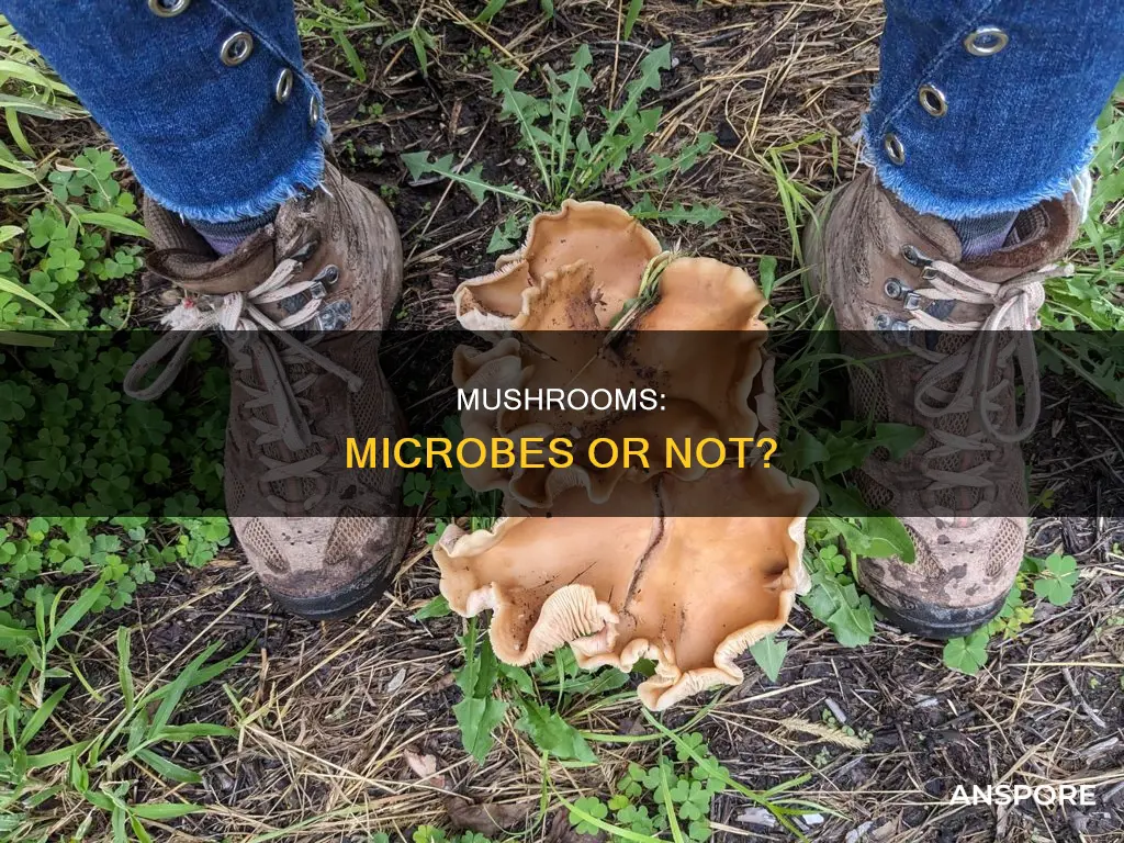 is a mushroom a microbe