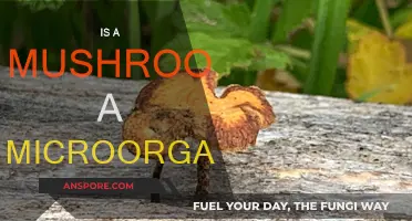 Mushrooms: Microorganisms or Not?