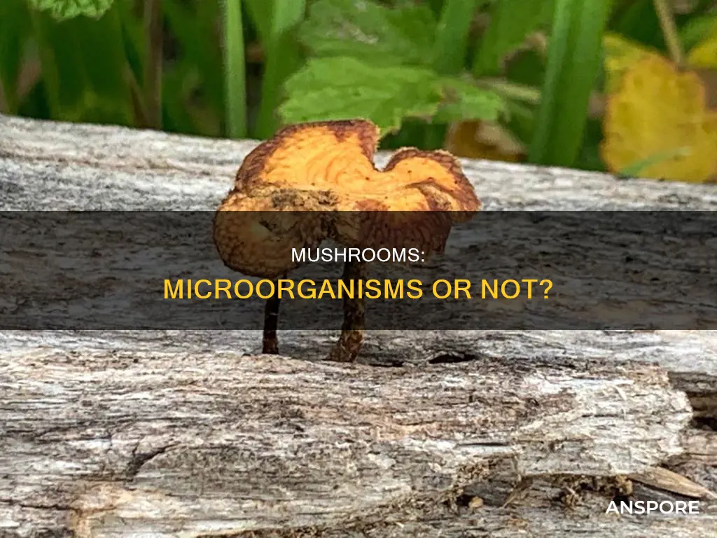 is a mushroom a microorganism