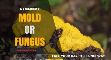 Mushrooms, Mold, or Fungus: Unraveling the Mycological Mystery