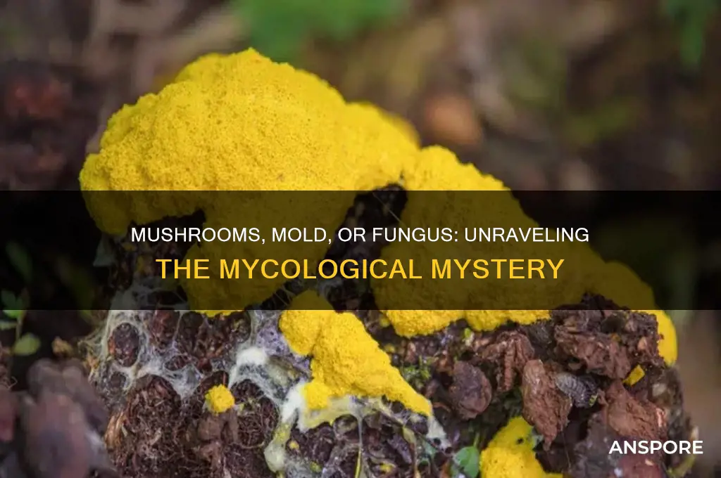 is a mushroom a mold or fungus