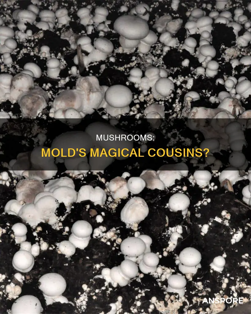 is a mushroom a mold