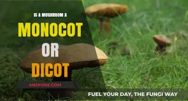 Mushrooms: Monocot or Dicot? Unraveling the Plant Classification Mystery