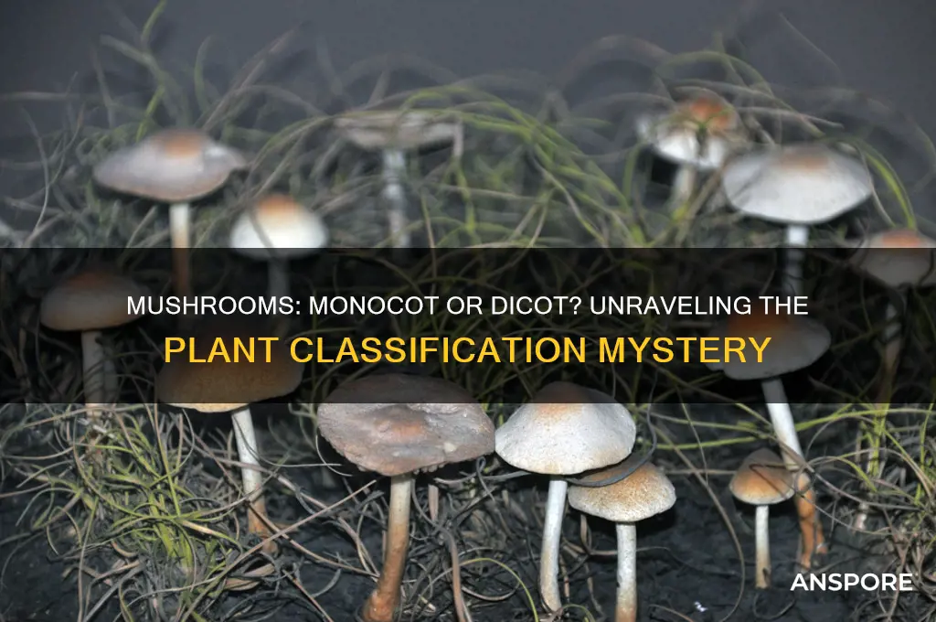 is a mushroom a monocot or dicot