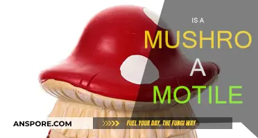 Mushrooms: Motionless Fungi or Mobile Microorganisms?