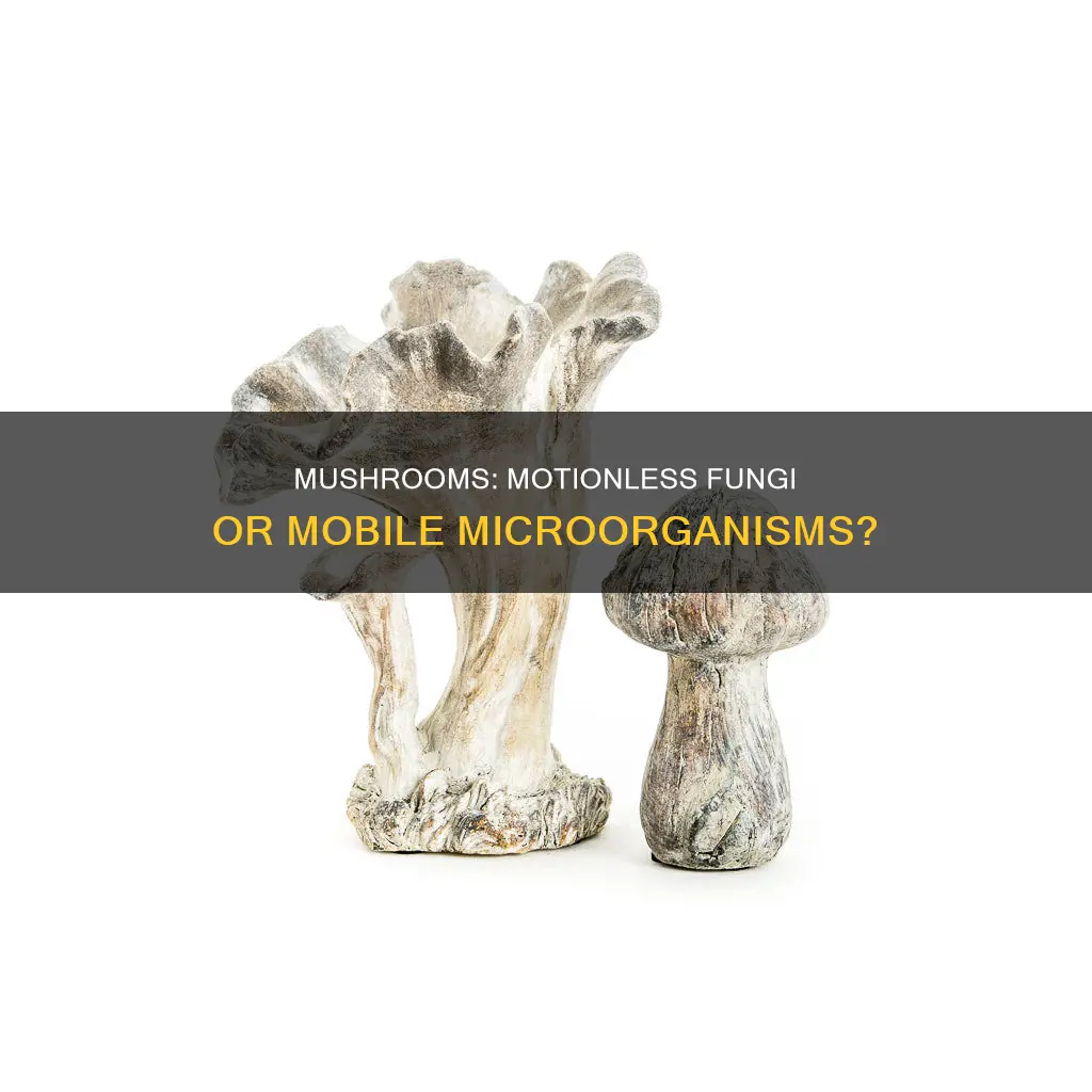 is a mushroom a motile