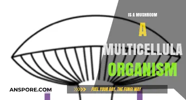 Are Mushrooms Multicellular? Unveiling the Complex Nature of Fungi