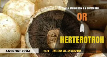 Mushrooms: Autotrophs or Heterotrophs? Unraveling Their Nutritional Secrets
