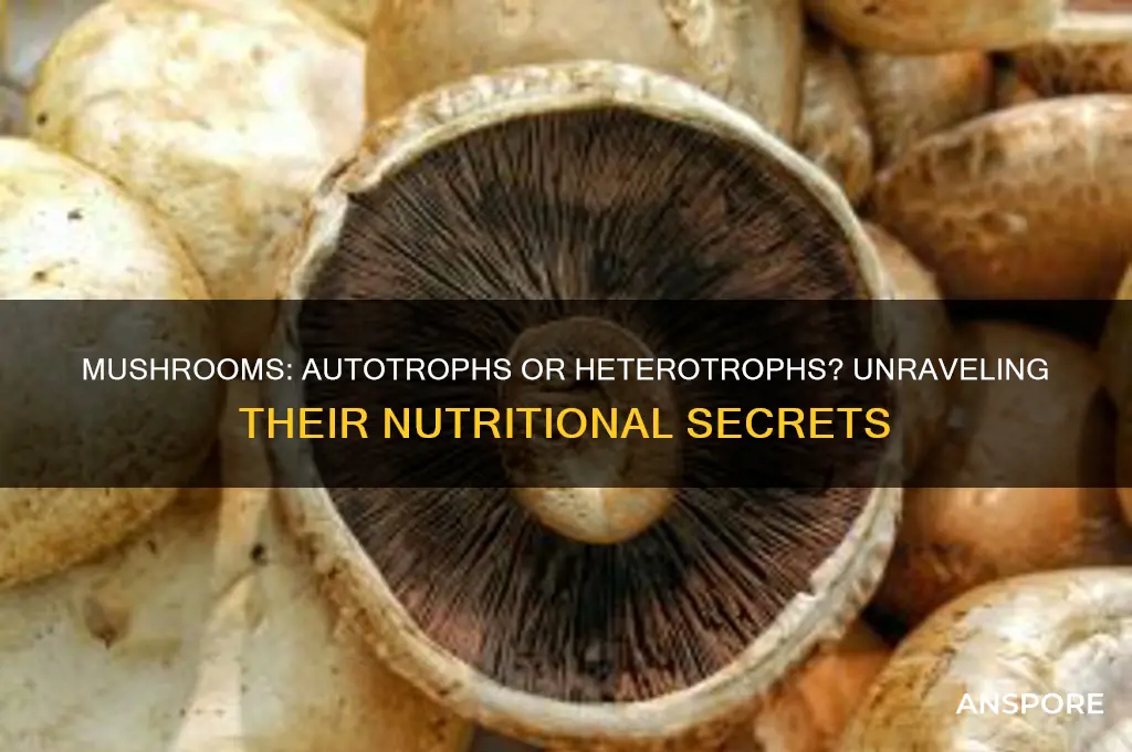 is a mushroom a n autotroph or a herterotroh