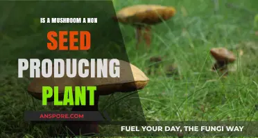 Are Mushrooms Non-Seed Plants? Unraveling Their Unique Classification