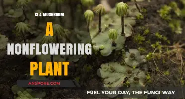 Are Mushrooms Nonflowering Plants? Unveiling the Fungal Mystery