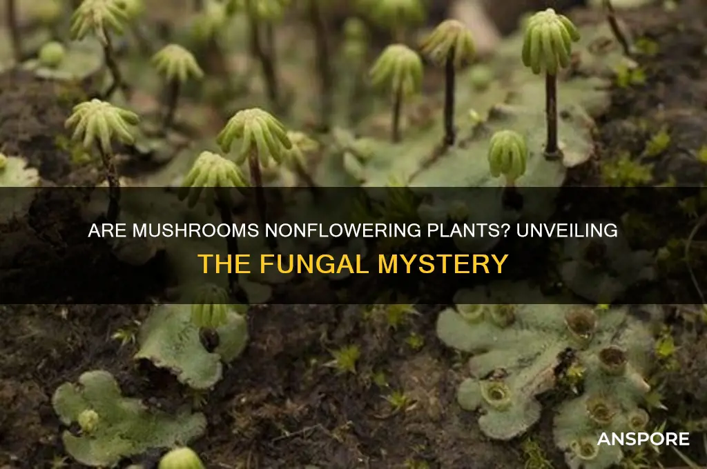 is a mushroom a nonflowering plant