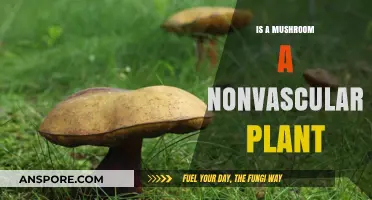 Are Mushrooms Nonvascular Plants? Unraveling the Fungal Mystery