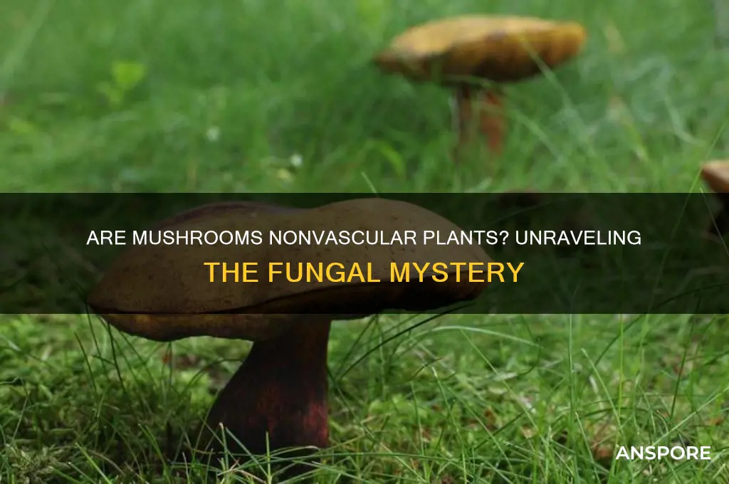 is a mushroom a nonvascular plant