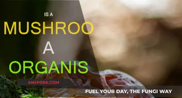 Mushrooms: Complex Organisms or Simple Fungi?