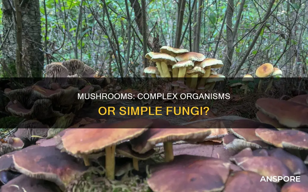 is a mushroom a organism