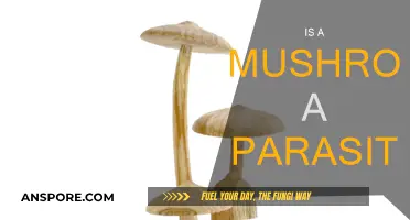 Mushrooms: Friend or Foe?