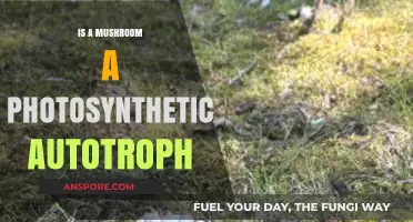 Are Mushrooms Photosynthetic Autotrophs? Unraveling Their Unique Survival Strategies
