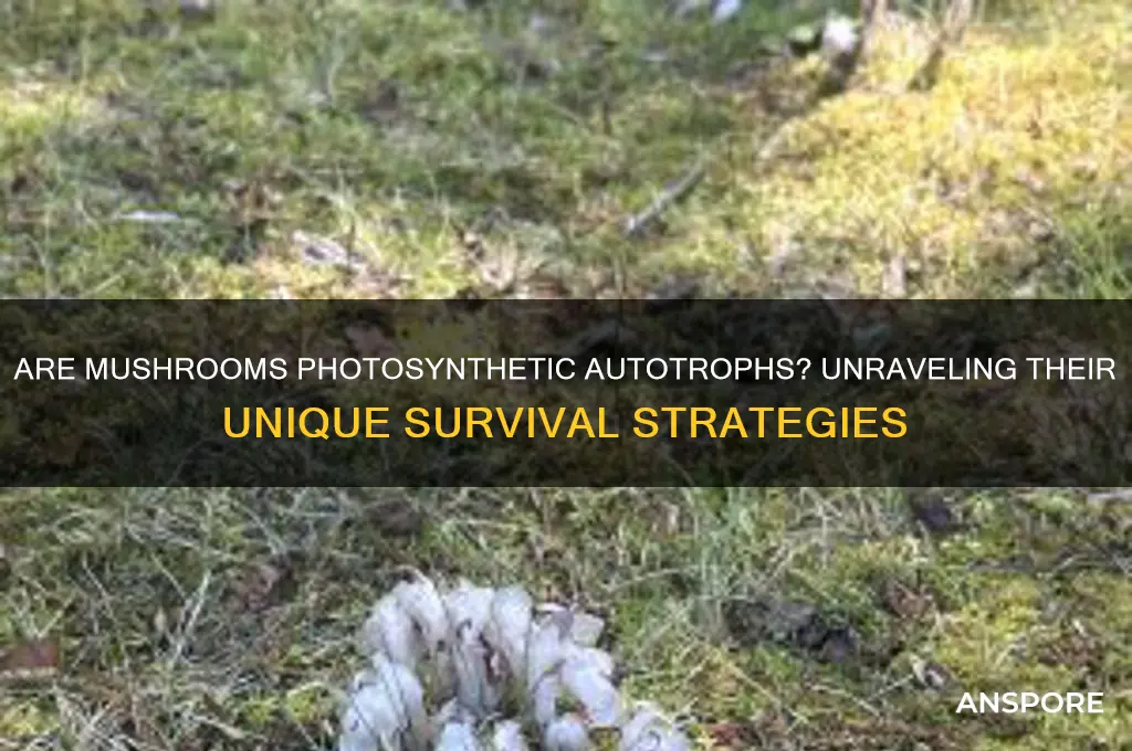 is a mushroom a photosynthetic autotroph