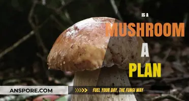 Mushrooms: Fungi or Plants?