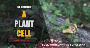 Are Mushrooms Plant Cells? Unraveling the Fungal Mystery