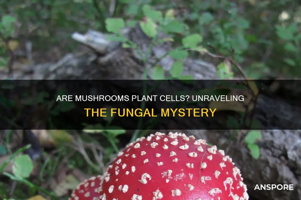 is a mushroom a plant cell