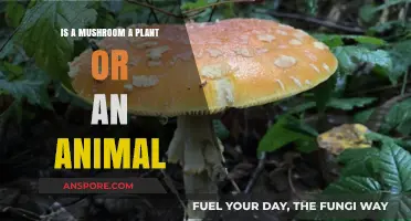 Mushrooms: Unraveling the Mystery of Their Plant or Animal Identity
