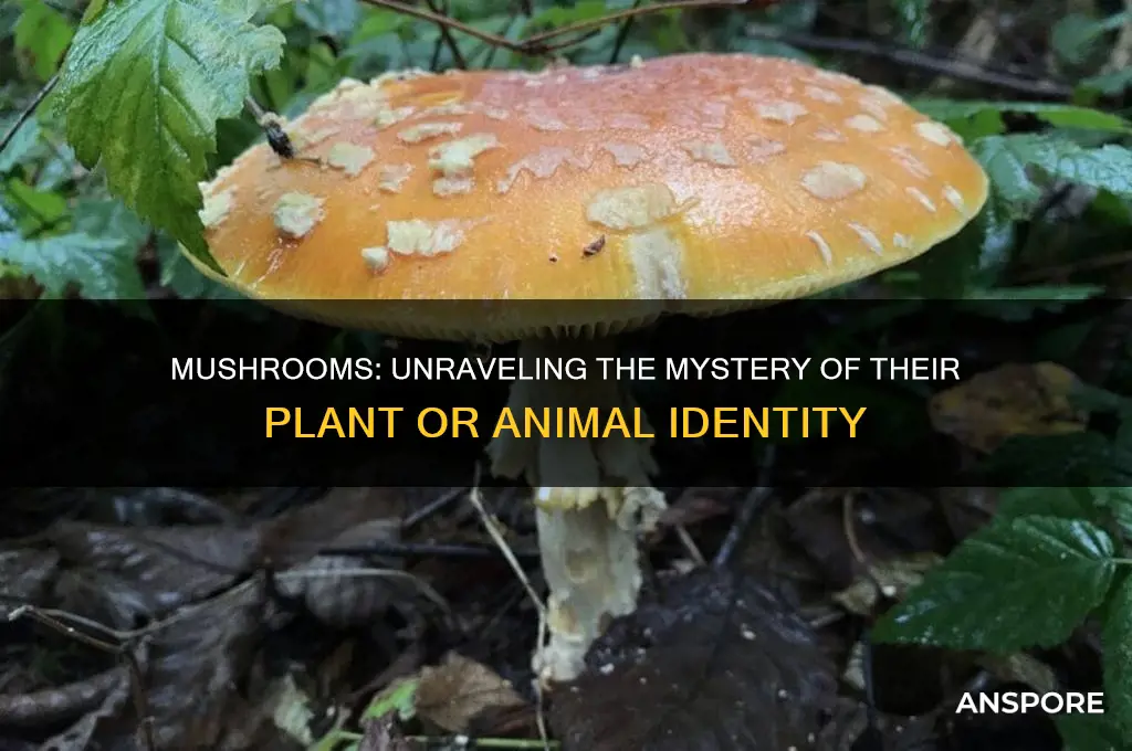 is a mushroom a plant or an animal