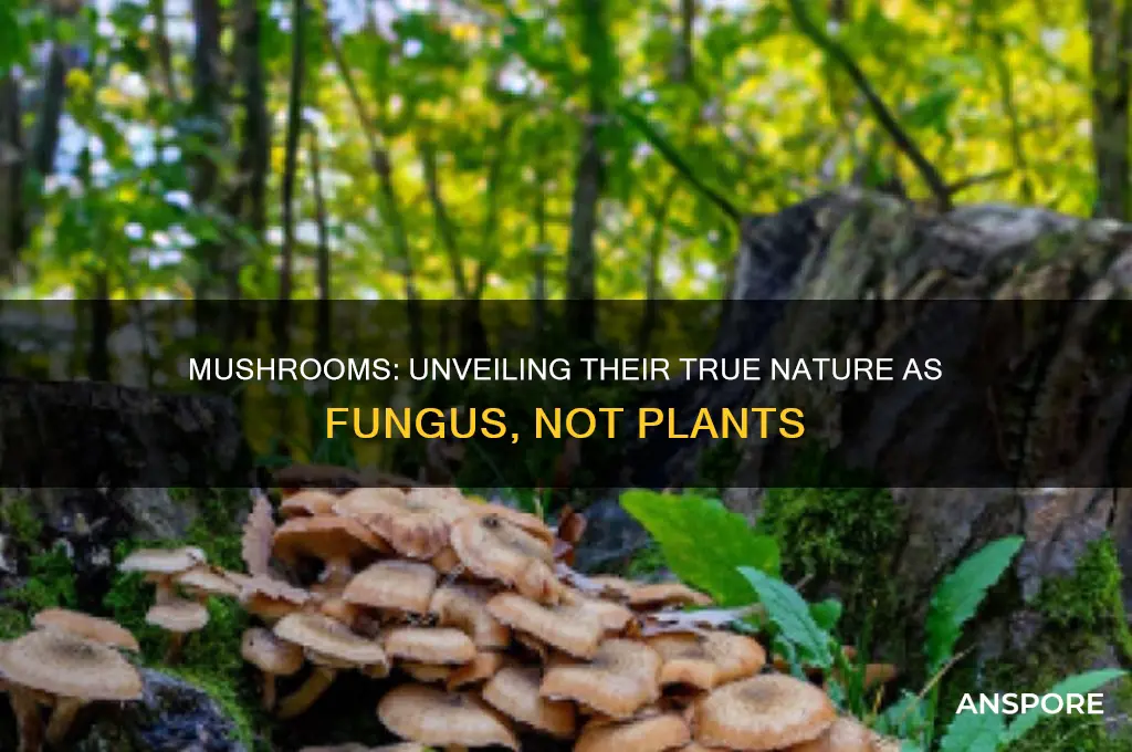 is a mushroom a plant or fungus