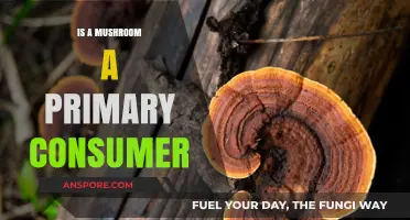 Are Mushrooms Primary Consumers? Exploring Their Role in Ecosystems