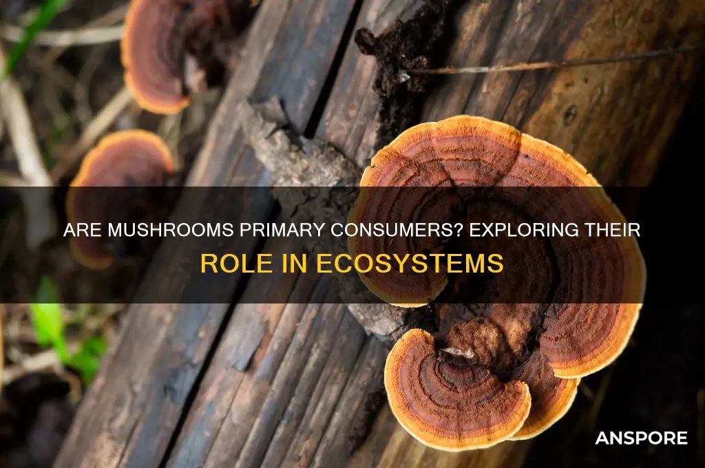 is a mushroom a primary consumer
