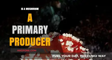 Are Mushrooms Primary Producers? Unraveling Their Ecological Role