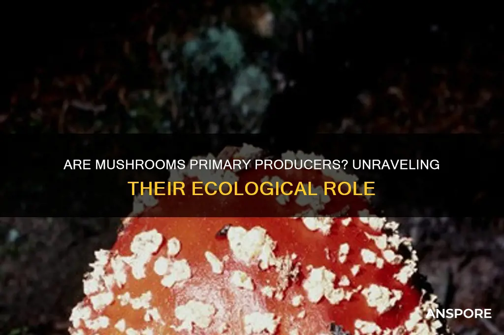 is a mushroom a primary producer