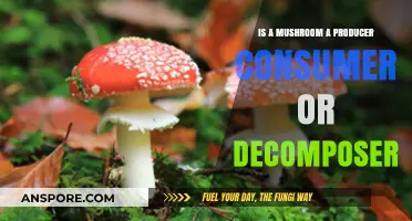 Mushrooms' Ecological Role: Producer, Consumer, or Decomposer?