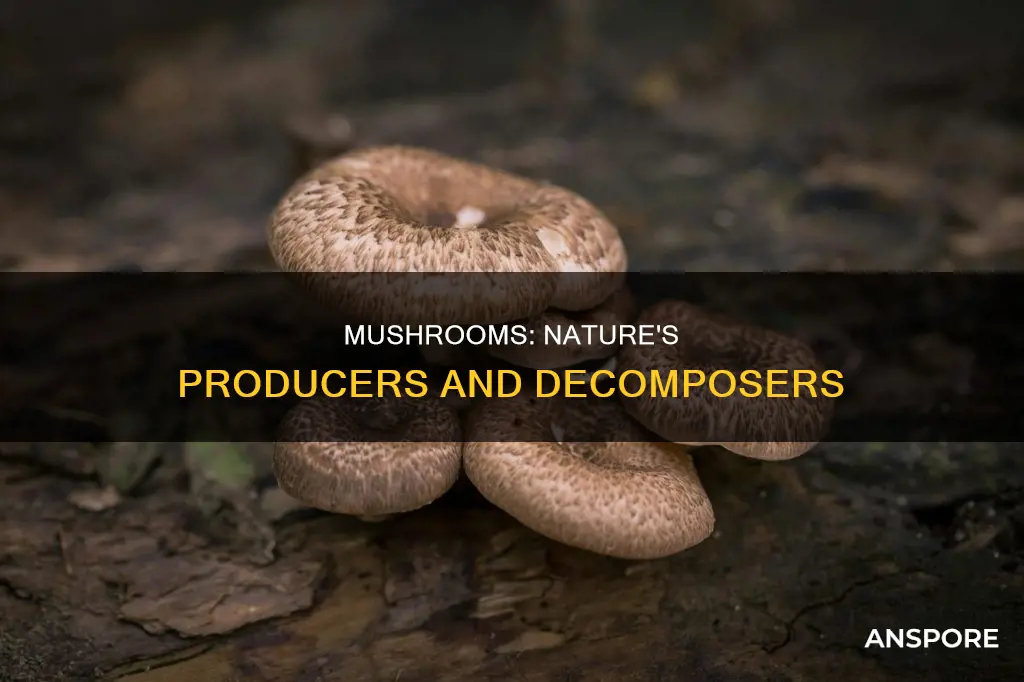 is a mushroom a producers