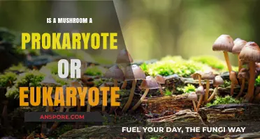 Mushrooms: Understanding Their Cellular Nature as Eukaryotes, Not Prokaryotes
