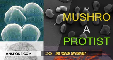Mushrooms: Protists or Not?