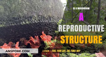 Are Mushrooms Reproductive Structures? Unveiling Their Biological Role