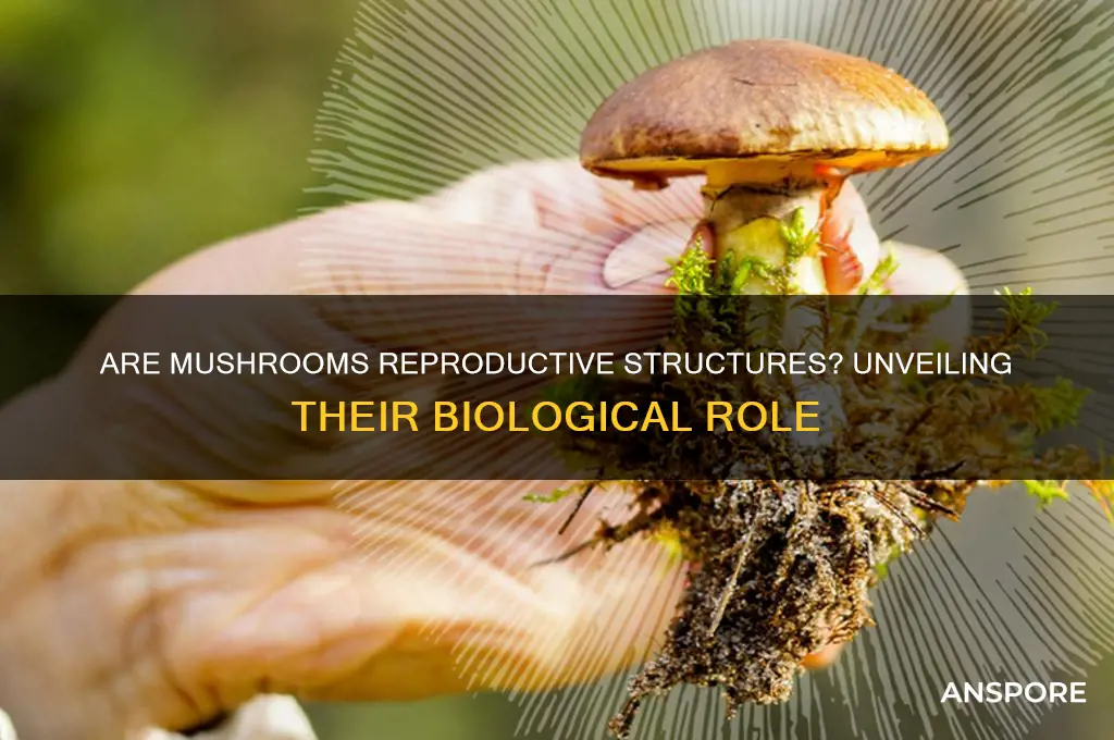is a mushroom a reproductive structure