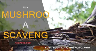 Mushrooms: Nature's Scavengers and Their Unique Role