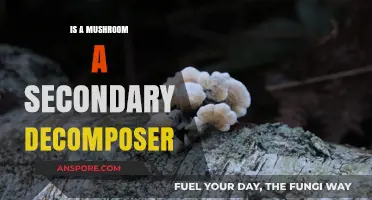 Mushrooms as Secondary Decomposers: Unveiling Their Role in Ecosystems